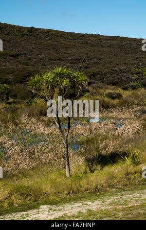 Le chou arbres poussent dans les zones ouvertes, où les jeunes plantes trouver assez d'eau. Cordyline australis est endémique de Nouvelle-Zélande. Banque D'Images