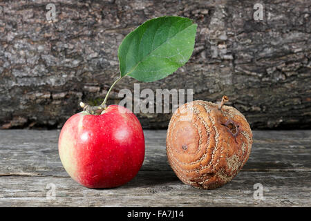 Rotten et une pomme fraîche mettre ensemble. Nom scientifique : Malus domestica. Banque D'Images