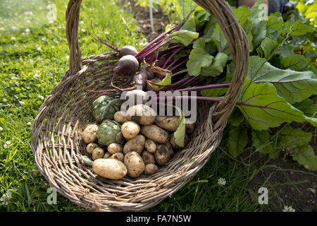 Légumes pris en juillet de Dyffryn Gardens, South Glamorgan. Les jardins sont et classé Grade I couvrent 22 hectares et disposent d'une magnifique collection de chambres jardin intime, pelouses et formelle d'un vaste arboretum. Banque D'Images