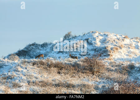 Le chevreuil (Capreolus capreolus) aussi connu comme le chevreuil, l'ouest en wintry landscape de Berkheide, Hollande méridionale, Pays-Bas. Banque D'Images