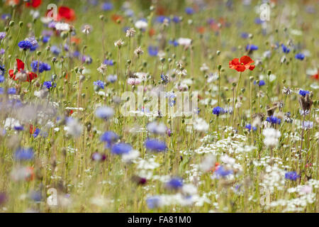 Fleurs du jardin en juillet à Polesden Lacey, Surrey. Banque D'Images