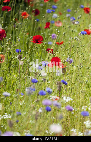 Fleurs du jardin en juillet à Polesden Lacey, Surrey. Banque D'Images