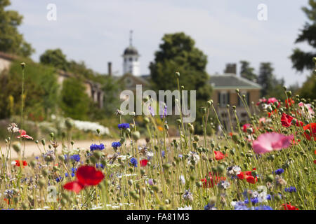 Fleurs du jardin en juillet à Polesden Lacey, Surrey. Banque D'Images