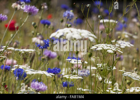 Fleurs du jardin en juillet à Polesden Lacey, Surrey. Banque D'Images