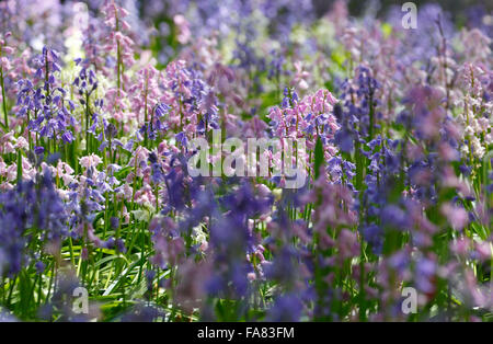 Bluebells de couleur variée, Hyacinthoides non-scripta ou Espagnol Bluebells Hyacinthoides hispanica. Banque D'Images