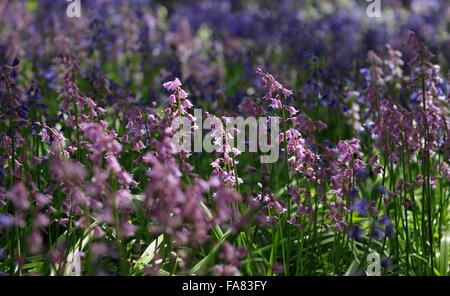 Bluebells de couleur variée, Hyacinthoides non-scripta ou Espagnol Bluebells Hyacinthoides hispanica. Banque D'Images