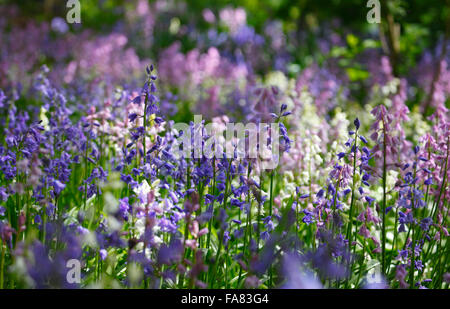 Bluebells de couleur variée, Hyacinthoides non-scripta ou Espagnol Bluebells Hyacinthoides hispanica. Banque D'Images