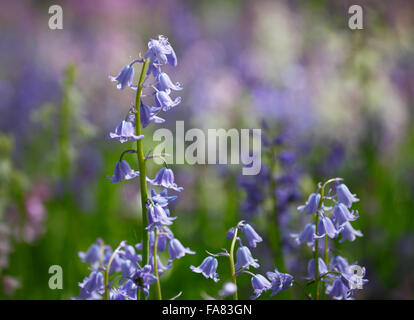 Bluebells de couleur variée, Hyacinthoides non-scripta ou Espagnol Bluebells Hyacinthoides hispanica. Banque D'Images