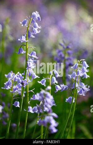 Bluebells de couleur variée, Hyacinthoides non-scripta ou Espagnol Bluebells Hyacinthoides hispanica. Banque D'Images