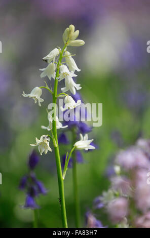 Bluebells de couleur variée, Hyacinthoides non-scripta ou Espagnol Bluebells Hyacinthoides hispanica. Banque D'Images