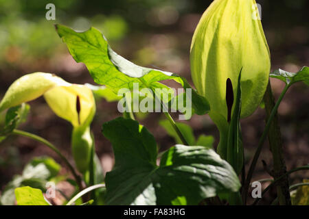 Arum maculatum, Cuckoo Pint. Banque D'Images