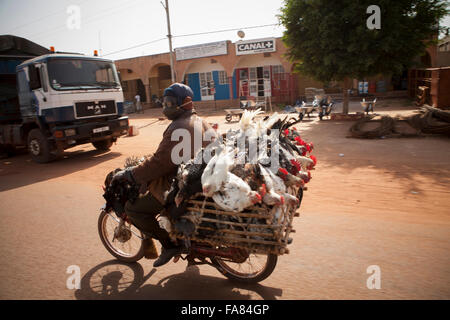 Un homme transporte un panier de poulets en moto le long d'une route très fréquentée à Bobo-Dioulasso, Burkina Faso. Banque D'Images