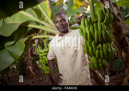 Bananes commerciales agriculteur de Bobo Dioulasso, Burkina Faso, du Ministère. Banque D'Images