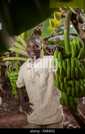 Bananes commerciales agriculteur de Bobo Dioulasso, Burkina Faso, du Ministère. Banque D'Images