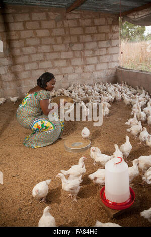 Nadine Traoré est un éleveur de poulets dans Samaga, village du Burkina Faso. Banque D'Images