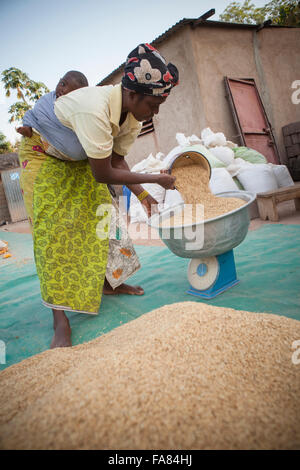 Un cultivateur de maïs pèse la récolte avant de les commercialiser à Banfora, Burkina Faso. Banque D'Images