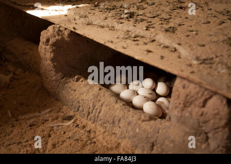 Oeufs frais réside dans une grange à Tengréla, village du Burkina Faso. Banque D'Images