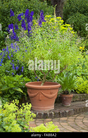 Aloysia triphylla verveine, AGA, dans un pot en terre cuite dans le jardin de Mme Winthrop à Hidcote, Gloucestershire, en juin. Banque D'Images