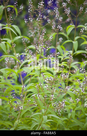 Aloysia triphylla verveine, AGA, à Hidcote, Gloucestershire, en juin. Banque D'Images