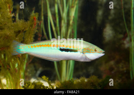 Arc-en-ciel méditerranéen wrasse, rainbowfish, homme, Meerjunker Mittelmeer-Junker, Coris julis, Männchen,, Labrus julis Banque D'Images