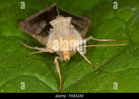 Laiton Bruni, Messingeule Messing-Eule Diachrysia chrysitis,,, Plusia chrysitis Phytometra chrysitis Eulenfalter,,, famille des Banque D'Images