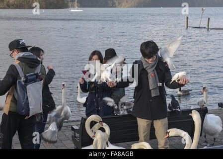 , Cumbria (Royaume-Uni). 23 Décembre, 2015. Un touriste étranger rss les oiseaux à Windermere en Cumbria. Crédit : Michael Scott/Alamy Live News Banque D'Images