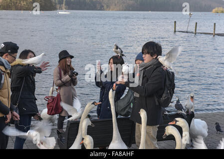 , Cumbria (Royaume-Uni). 23 Décembre, 2015. Les touristes étrangers nourrir les oiseaux à Bowness, Cumbria. Le Lake District Tourisme besoins de s'épanouir. Crédit : Michael Scott/Alamy Live News Banque D'Images