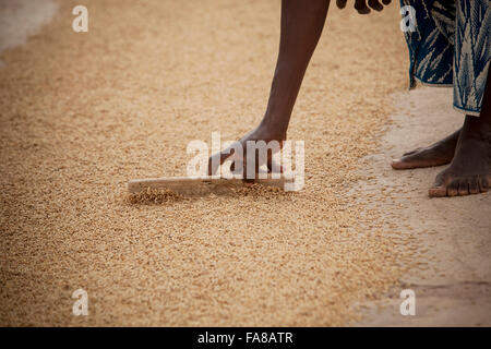 Le riz est séché avant d'être vendu à un groupe de femmes centre de traitement des demandes de la province du Sourou, au Burkina Faso. Banque D'Images