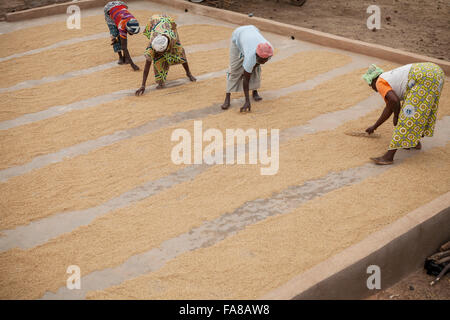 Le riz est séché avant d'être vendu à un groupe de femmes centre de traitement des demandes de la province du Sourou, au Burkina Faso. Banque D'Images