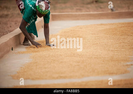 Le riz est séché avant d'être vendu à un groupe de femmes centre de traitement des demandes de la province du Sourou, au Burkina Faso. Banque D'Images