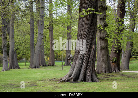 Les arbres près du lac au Claremont Landscape Garden, Surrey. Banque D'Images