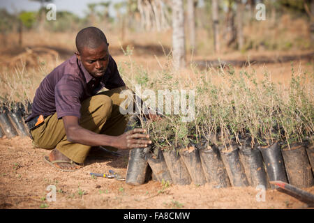 Des semis en pépinière et d'arbres Ministère Banfora, Burkina Faso. Banque D'Images