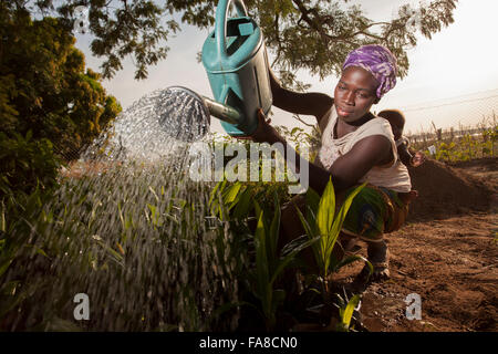 Des semis en pépinière et d'arbres Ministère Banfora, Burkina Faso. Banque D'Images