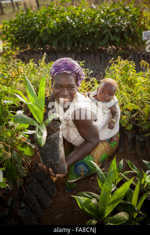 Des semis en pépinière et d'arbres Ministère Banfora, Burkina Faso. Banque D'Images