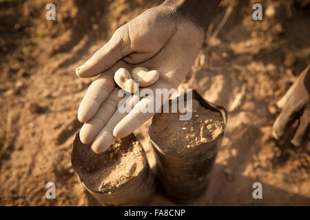 Des semis en pépinière et d'arbres Ministère Banfora, Burkina Faso. Banque D'Images