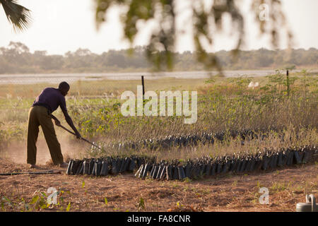 Des semis en pépinière et d'arbres Ministère Banfora, Burkina Faso. Banque D'Images