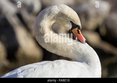 Rive de nettoyage, ses plumes, au lissage. Banque D'Images