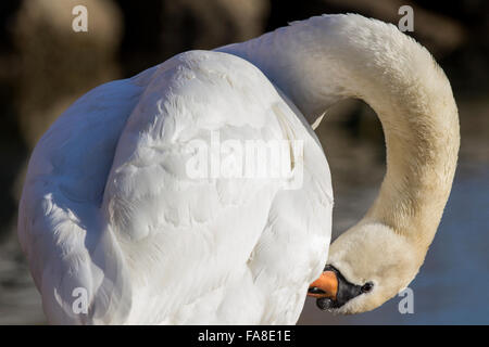 Rive de nettoyage, ses plumes, au lissage. Banque D'Images