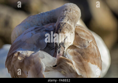 Swan jeune debout sur la rive, nettoyer ses plumes, au lissage. Banque D'Images