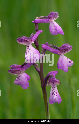 Green-winged orchid / vert-veiné (Anacamptis morio / orchidée Orchis morio) en fleurs Banque D'Images