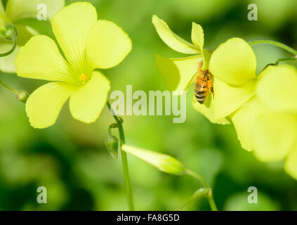 Abeille sur une oxalis jaune Banque D'Images