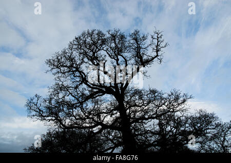 Silhouette d'arbre sans feuilles contre un ciel bleu nuageux. Banque D'Images