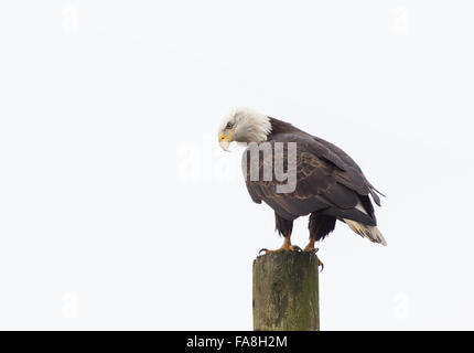 L'aigle chauve américain debout sur une colonne d'alimentation Banque D'Images