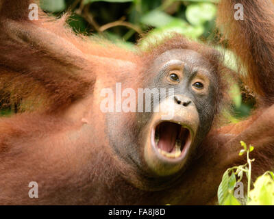 Orang-outan en centre de réhabilitation des Orang-outans de Sepilok Banque D'Images