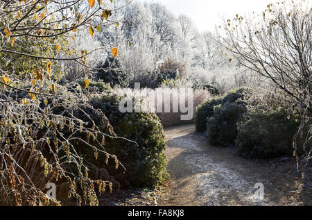 L'hiver à pied en décembre à l'abbaye d'Anglesey, Cambridgeshire, Sarcococca hookeriana var. digyna avec Banque D'Images