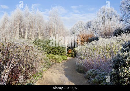 L'hiver à pied en décembre à l'abbaye d'Anglesey, Cambridgeshire, avec rubus et cornus Banque D'Images