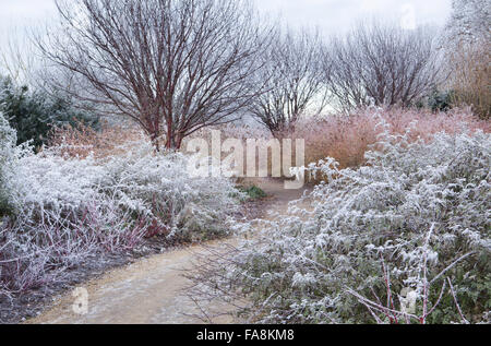 L'hiver à pied en décembre à l'abbaye d'Anglesey, Cambridgeshire, avec Prunus serrula, Rubus thibetanus 'Silver Fern', cornus Banque D'Images