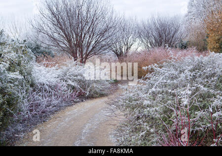 L'hiver à pied en décembre à l'abbaye d'Anglesey, Cambridgeshire, avec Prunus serrula, Rubus thibetanus 'Silver Fern', Cornus sanguinea 'Winter Beauty' Banque D'Images