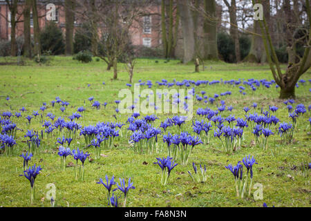 "Harmonie" (Iris reticulata) AGM plantés dans l'herbe à Dunham Massey, Cheshire. Banque D'Images