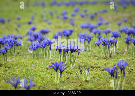 "Harmonie" (Iris reticulata) AGM plantés dans l'herbe à Dunham Massey, Cheshire. Banque D'Images